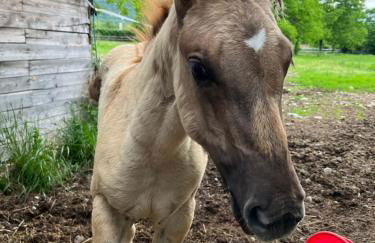 Agriturismo al Ranch - Foto 46