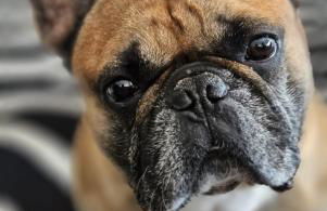 Urheim Rose - Dogfriendly - Foto 20