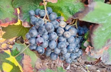 Historic Vineyard Retreat - 1785 Country Cottage in Peral - Foto 113