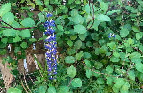 2-Bed Cottage Sleeps 5 - Pets Ok - Free Parking - Foto 21