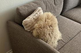 Elegant Luxe Hampton inspo Retreat in Glendale, CA - Foto 11