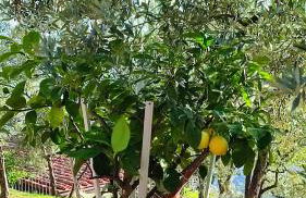 Agriturismo Cafaggio Primo - Foto 51