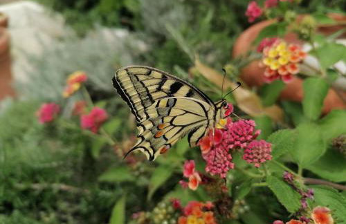 Il Rosmarino - Foto 21