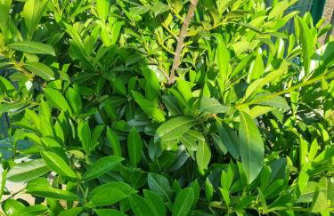 Apartman Goran - 130m Radiochirurgia - Foto 73