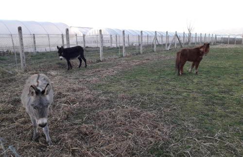 Agriturismo Torre Cristina - Foto 35