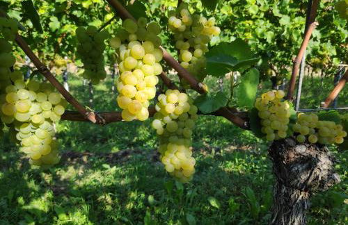 Weingut & Straußwirtschaft Vogel - Foto 70