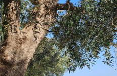 Podere Miray - Foto 6