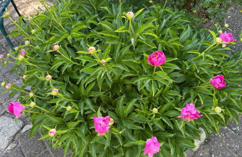 An der Heide. - Foto 44