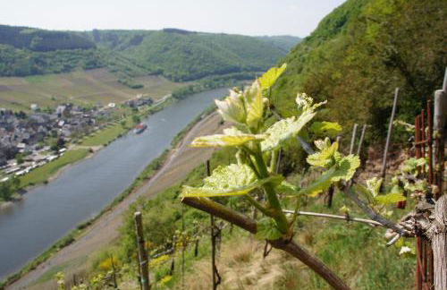 Ferienhaus Zenz - Ferienwohungen - Foto 15