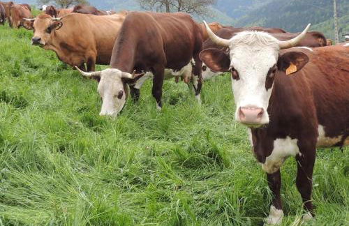 Gîte Les Grands Champs - Foto 72