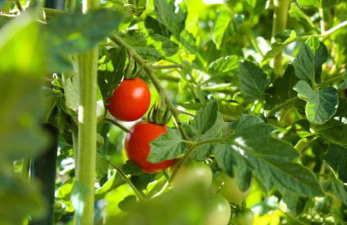 Apartment Nedo with Sea View - Photo 36