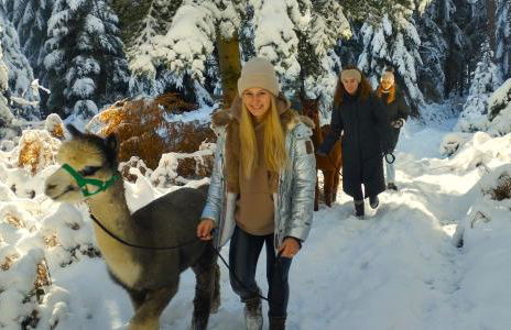 Alpaca-Village - Foto 40