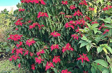 Lobo do Mar - Foto 20