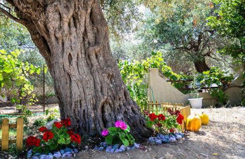 Studios Evis - Foto 7