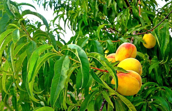 Sunrise Residence - Foto 40