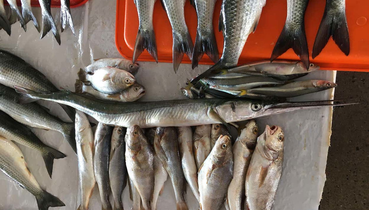 Pescado fresco en el mercado de Chorrillos