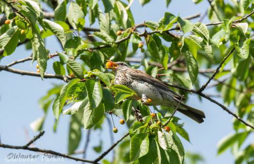 Haus Schönblick - Foto 36