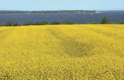 Ferienhof Jepsen - Foto 4