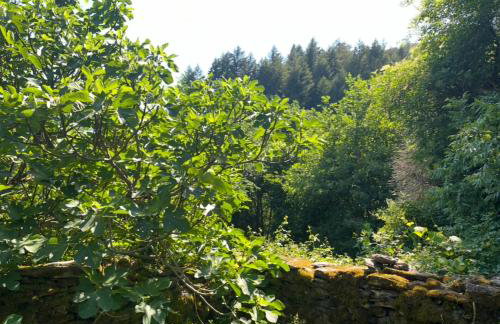 La Soue 4 persoons huisje in walnotenboomgaard - Foto 11