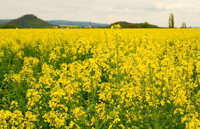 Tidy Holiday Home With Dishwasher, in a Green Area - Foto 36