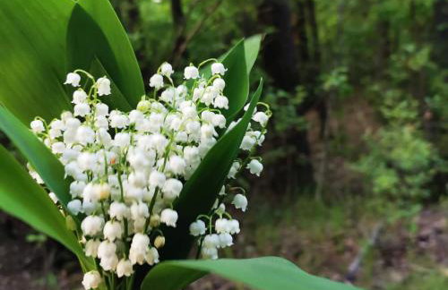 Agroturystyka Pasynki 44 - Foto 32