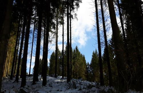 Sellerich Forest Hideaway - Foto 79