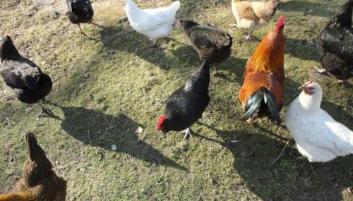 Tinyhouse on wheels - Foto 4