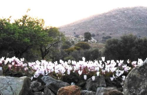 Tilos Island house - Foto 40