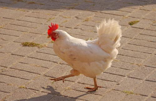 504 Stallgeflüster - Foto 43