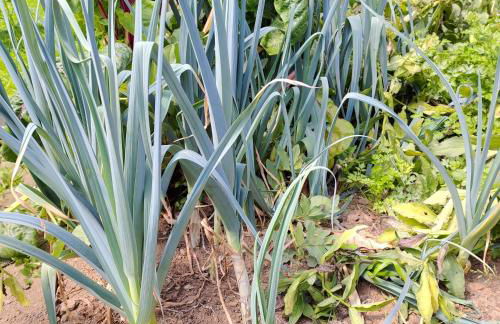 CRALS - Casa da Guilheta - Foto 68