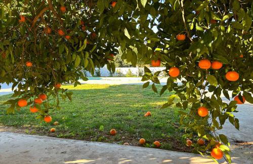 The Orange Garden - Foto 8