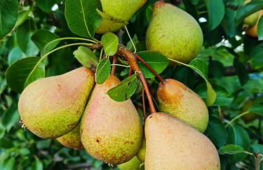 Historic Vineyard Retreat - 1785 Country Cottage in Peral - Foto 67