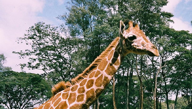 Visita del museo Karen Blixen y el Centro de Jirafas - Foto 5