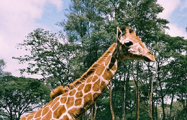 Visita del museo Karen Blixen y el Centro de Jirafas - Foto 5