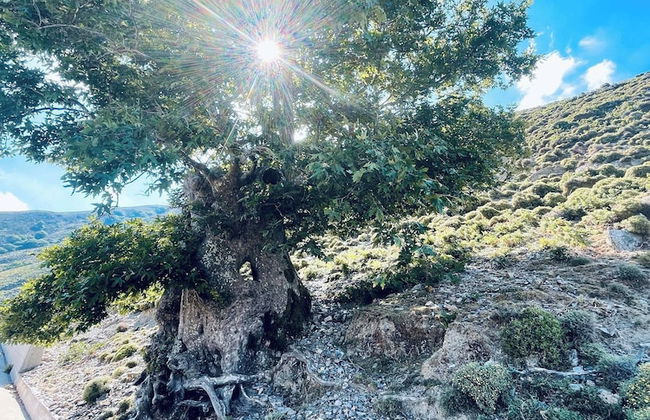 Travellers And Hikers Delight 2, Next To Sougia - Foto 47