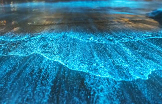 Una experiencia de observación de bioluminiscencia en la Laguna de Manialtepec - Tour nocturno - Foto 1