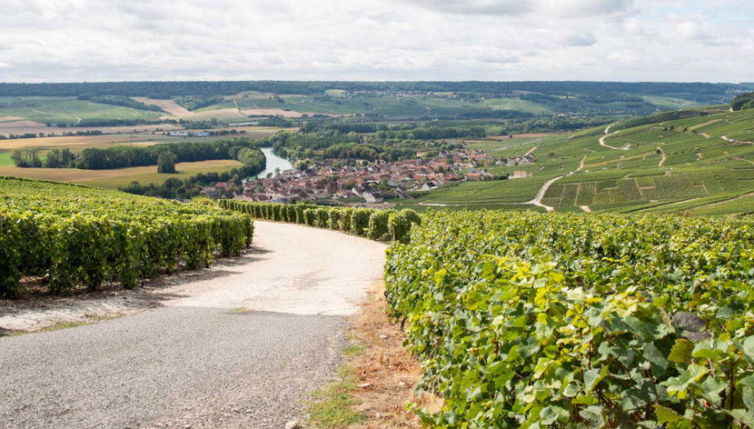 Uno de los viñedos de la ruta