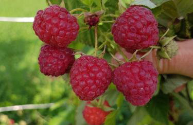 Apartments Sanja - Foto 62