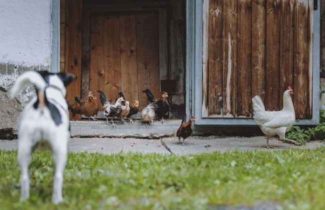 Apartment in Fusch Near Grossglockner Road - Foto 27