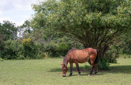 Gîtes Ker Mané - Foto 46