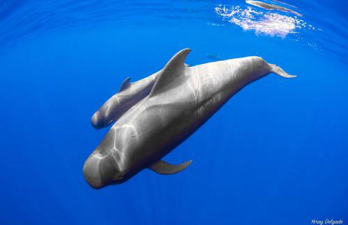 Mundo Beach House, Playa San Marcos, Tenerife - Foto 29