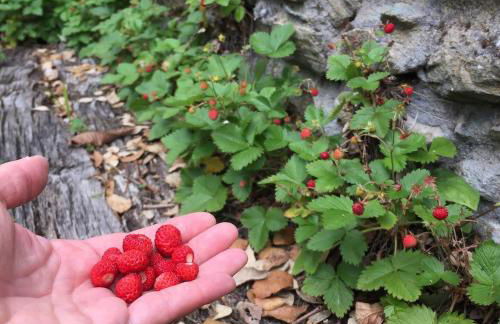 O Muíño da Balsiña - Foto 45