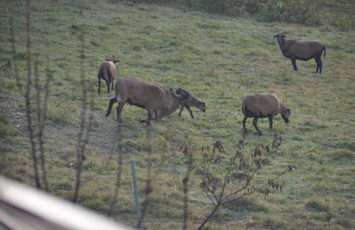 Malinowy Domek - Photo 9