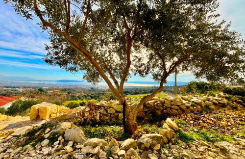 Villa Bepina, surrounded by sea, olive, vineyard - Photo 55