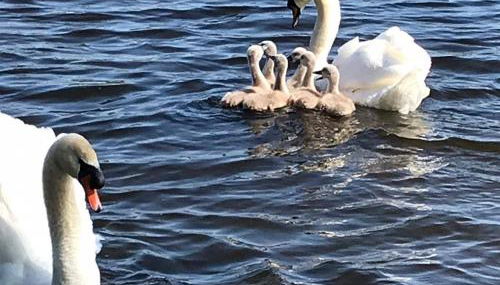 Blackshaw's Studio - Foto 4