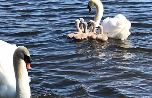 Blackshaw's Studio - Foto 4