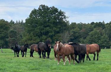 Dymnica 5- dom wakacyjny blisko Sasina i Łeby - Foto 61
