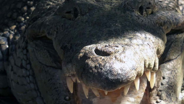 Crocodile menaçant