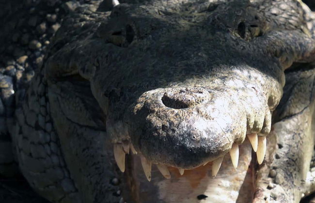 Tour por Ventanilla, Mazunte e Zipolite - Foto 3