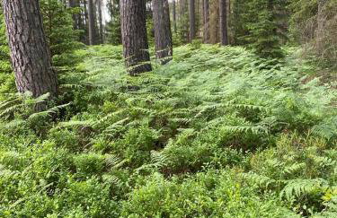 Carpinus II domek nad jeziorem - Foto 21